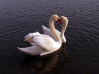 /album/veronicas-blog/laska-jpg/